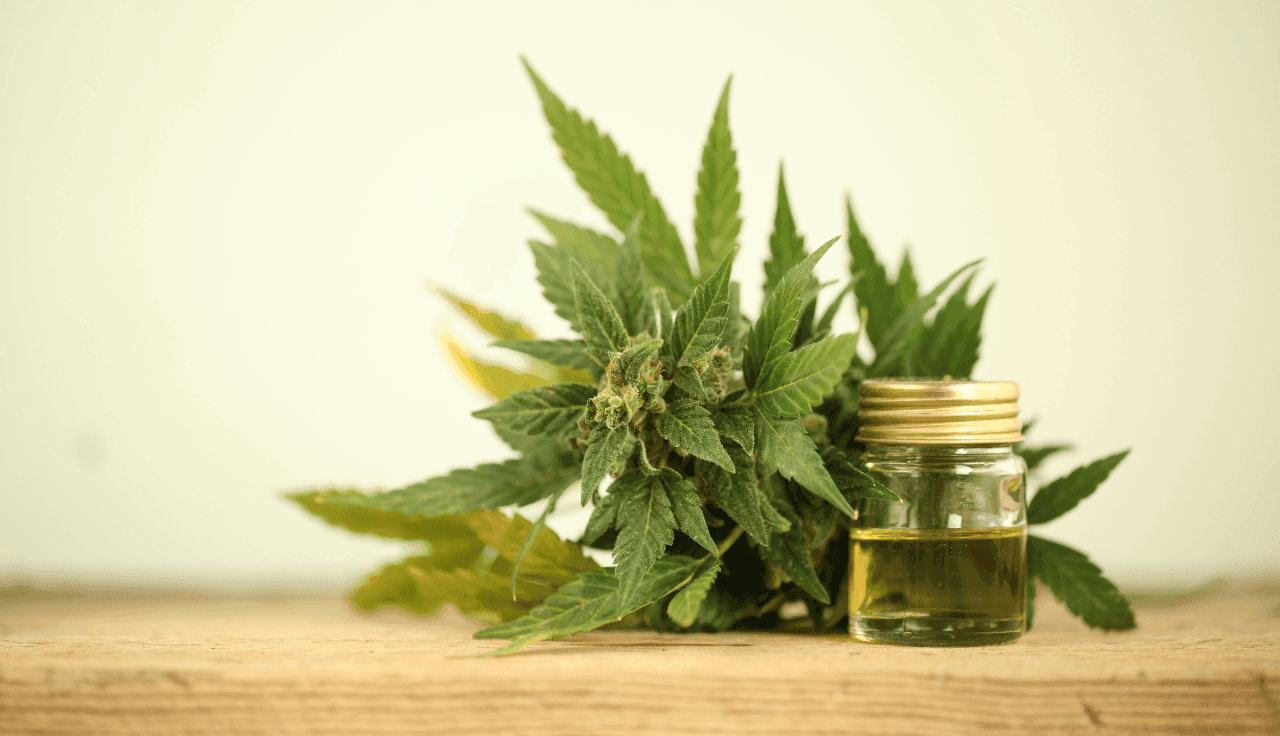 Cannabis Pflanze auf Holztisch